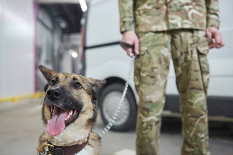 Close-up of military dog sitting with his owner in the background